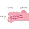 Masturbator Realist cu Sâni Voluptoși – BANGERS Thumb 5
