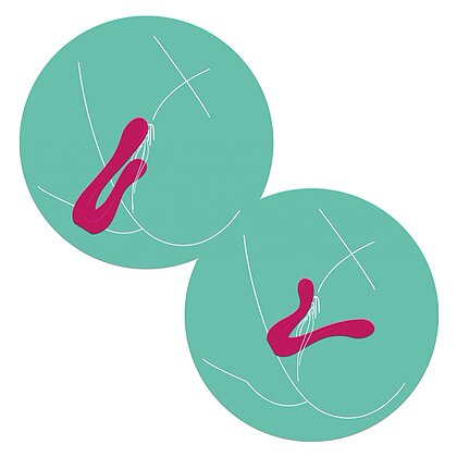 Sync Sensation – Vibrator Dublu, 2 Motoare, 7 Moduri Roz 6